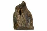 Triceratops Shed Tooth - Montana #109085-1